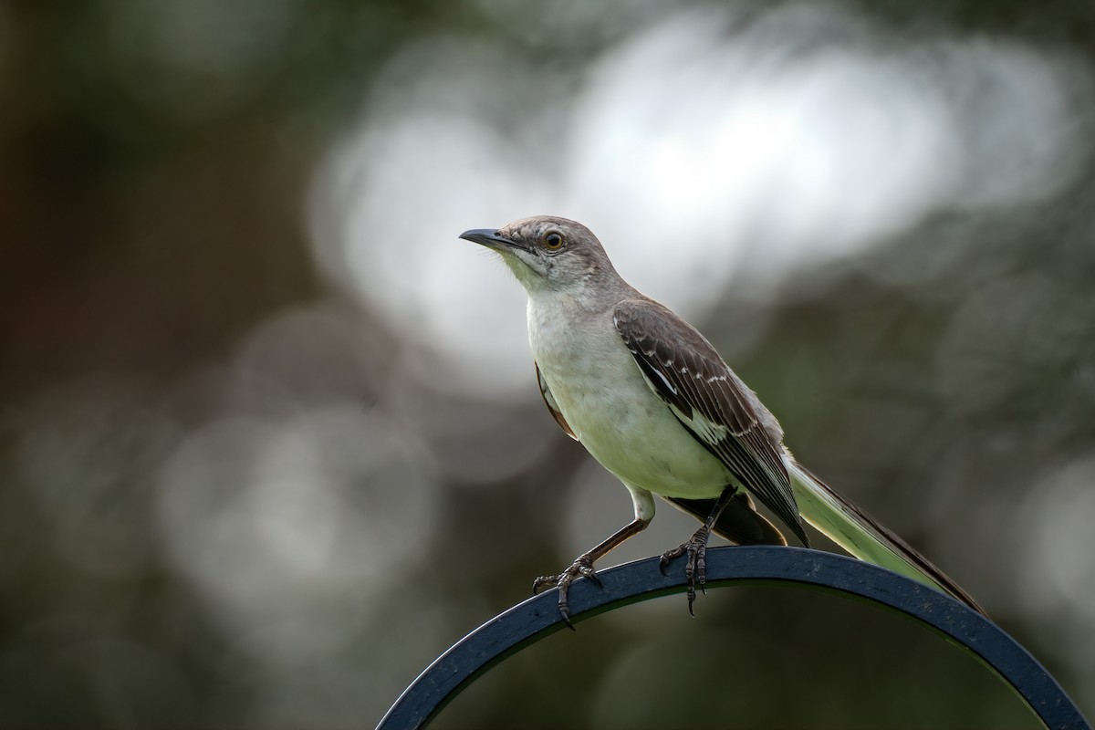 Northern Mockingbird - ML638908675
