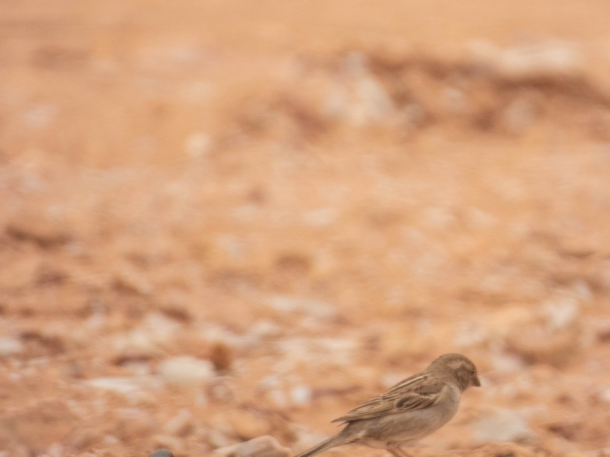 House Sparrow - ML638908676