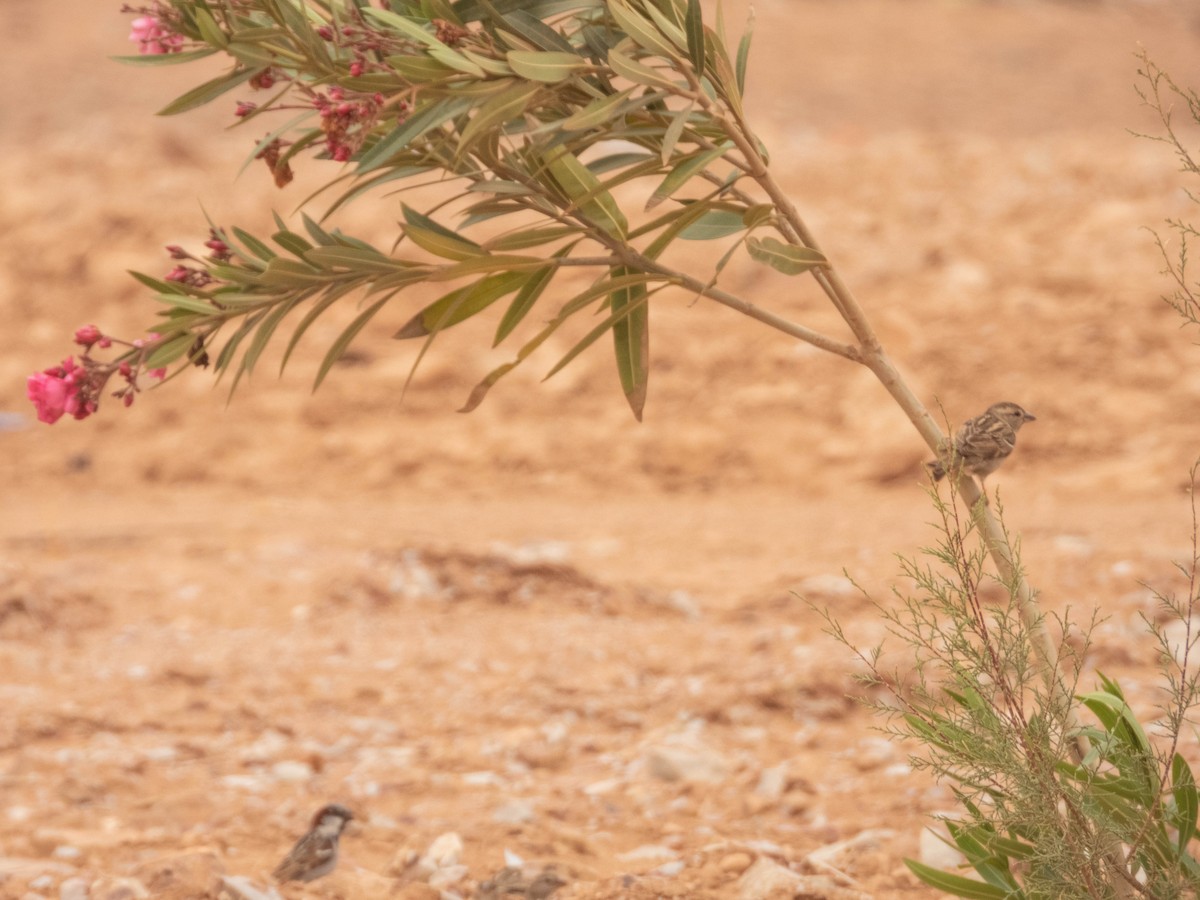House Sparrow - ML638908677