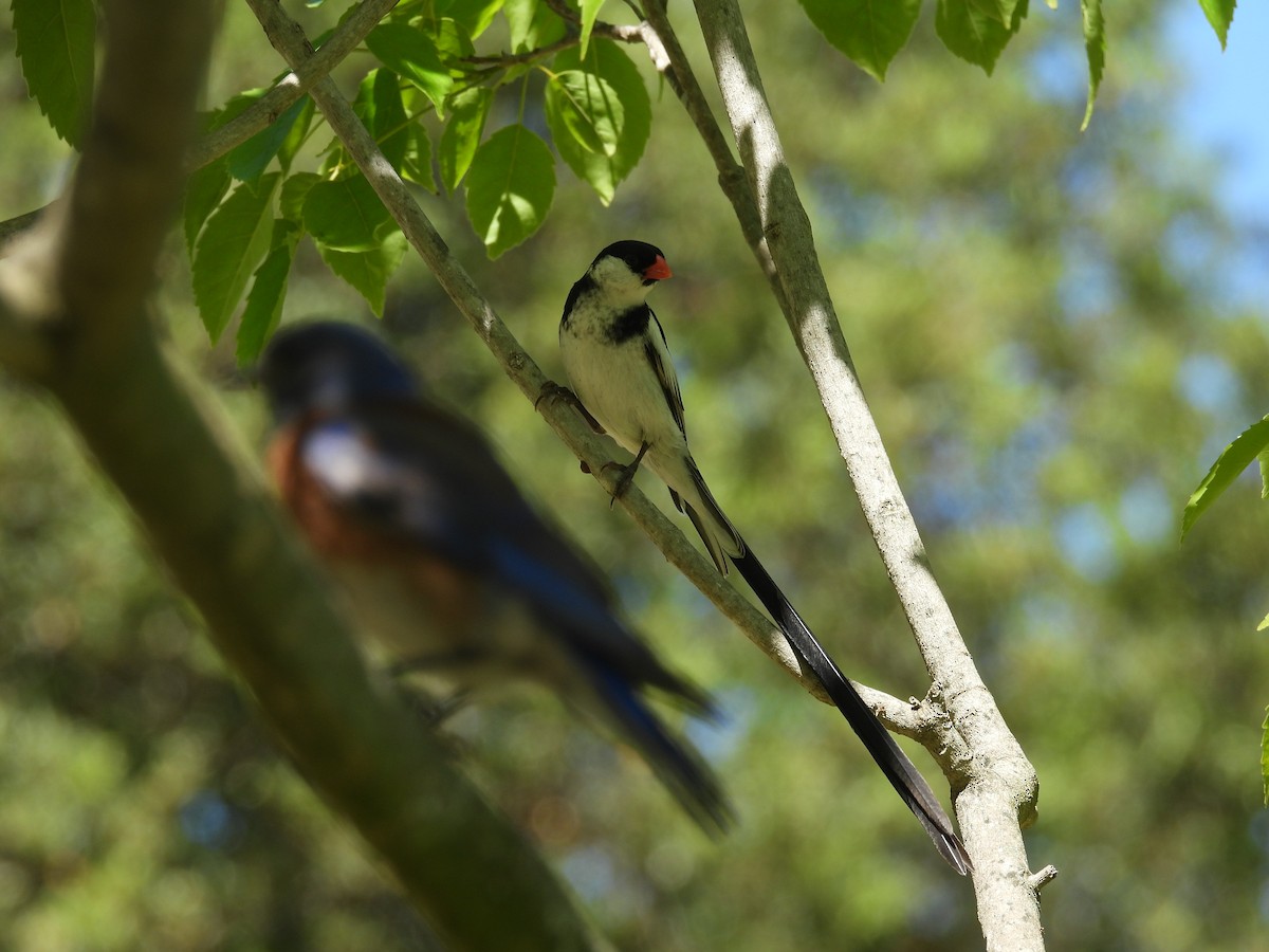 Pin-tailed Whydah - ML638908724