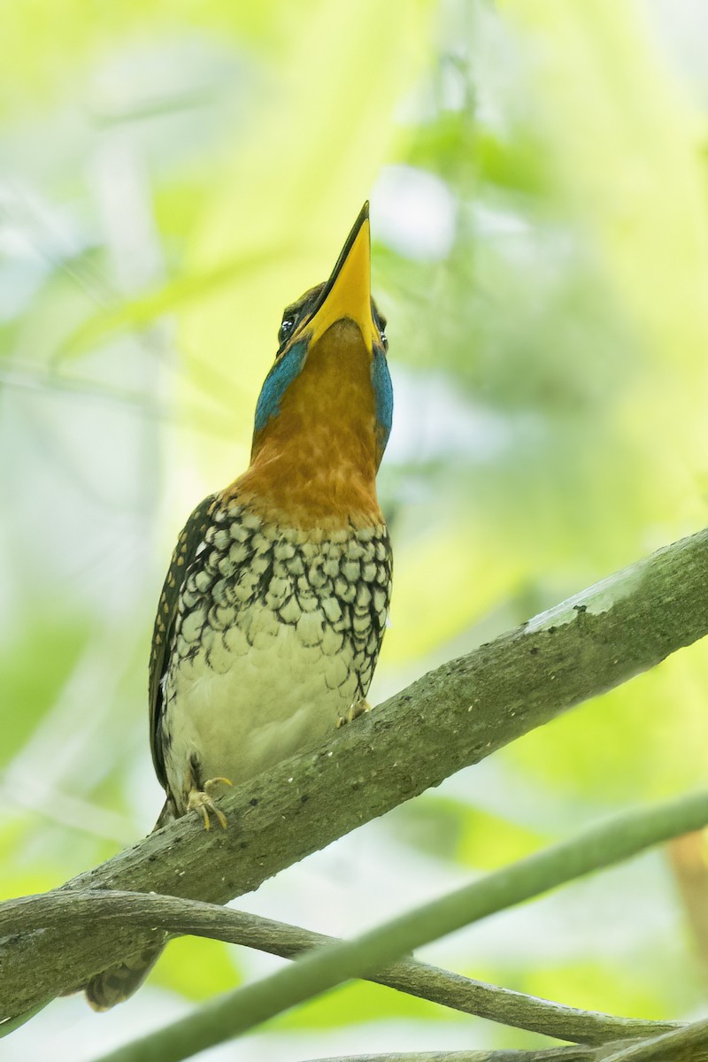 Spotted Kingfisher - ML638908727