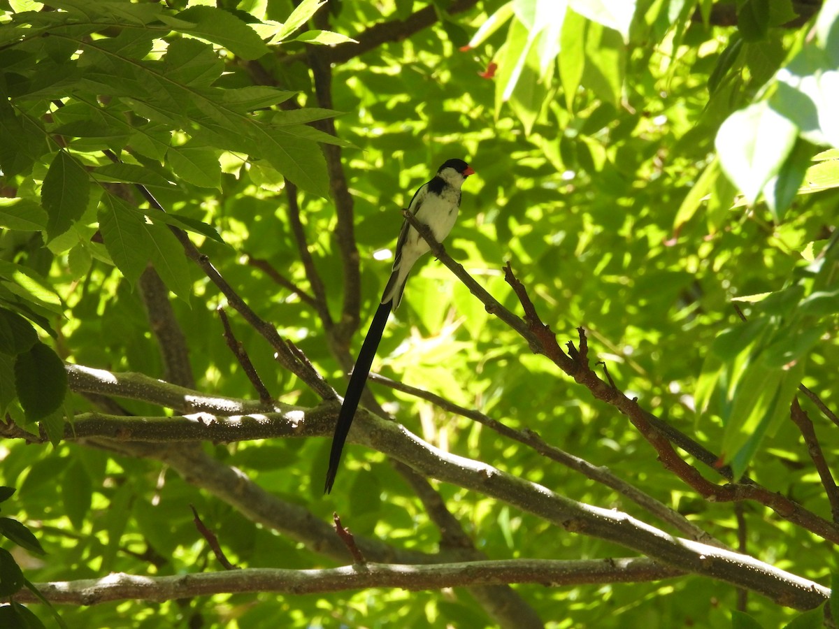 Pin-tailed Whydah - ML638908729