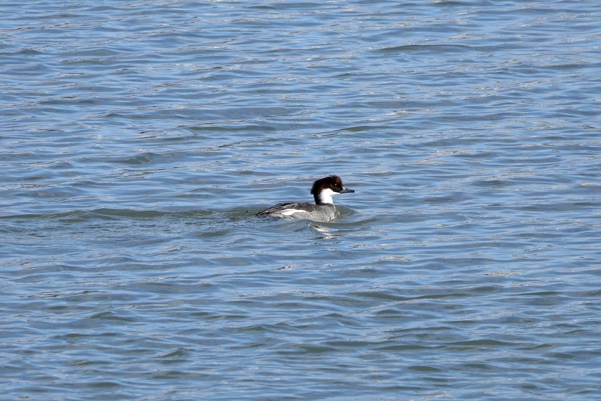 lappfiskand - ML638908733