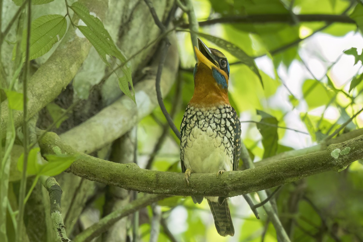 Spotted Kingfisher - ML638908738