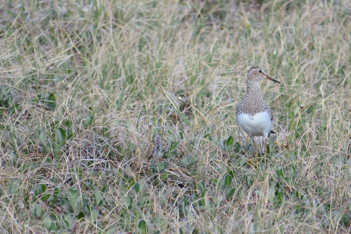 Graubrust-Strandläufer - ML638908739
