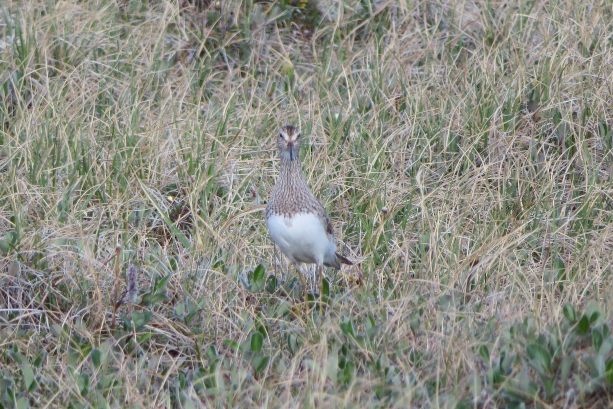 Graubrust-Strandläufer - ML638908740