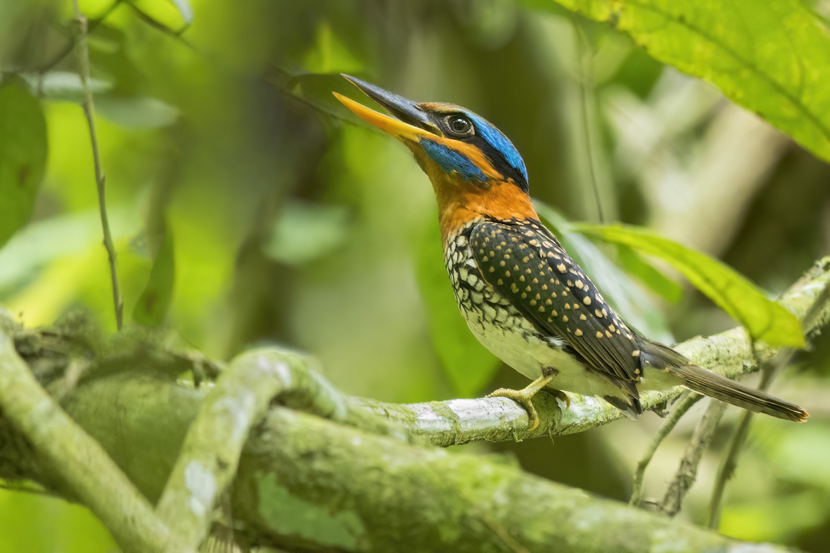 Spotted Kingfisher - ML638908749
