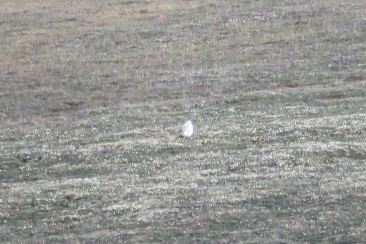 Snowy Owl - ML638908750