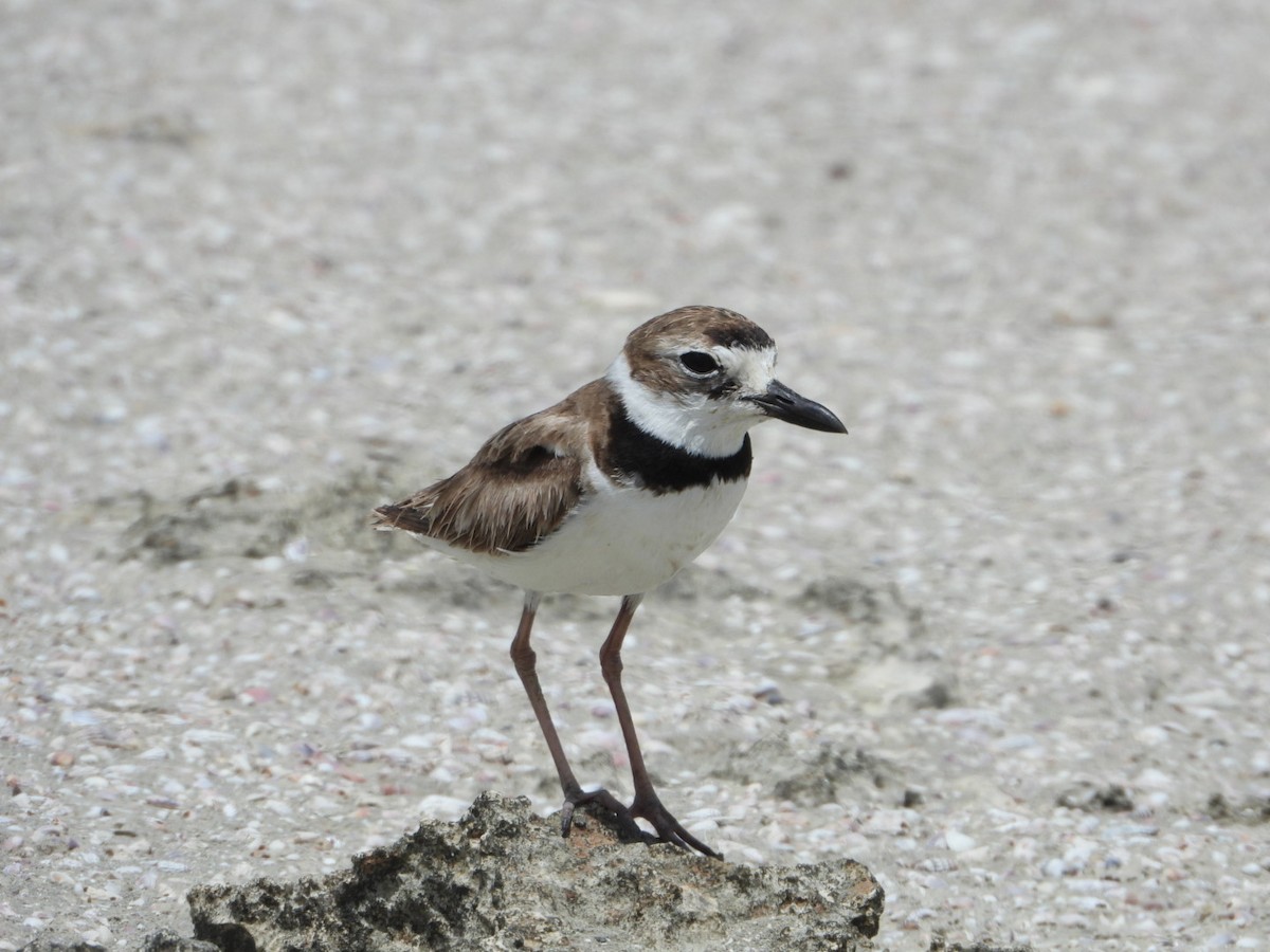 Wilson's Plover - ML638908756