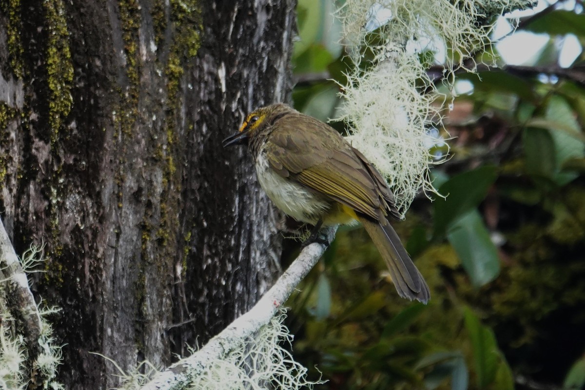 Orange-spotted Bulbul - ML638908759