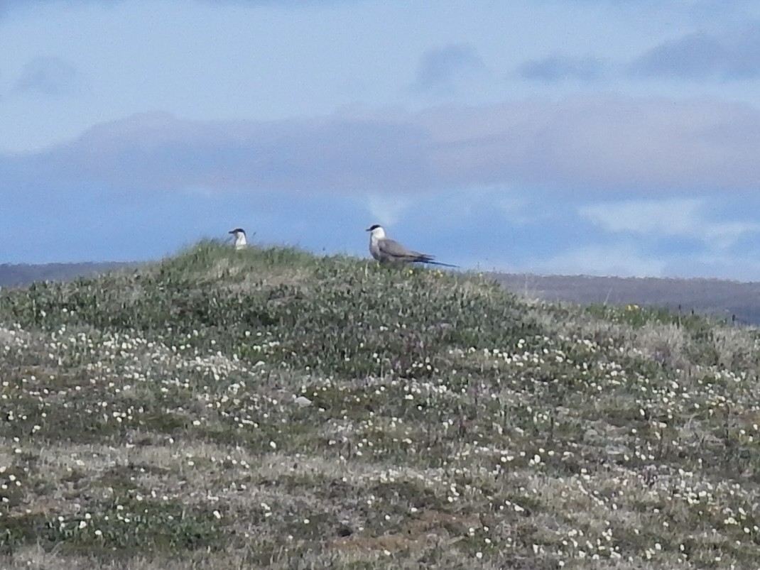 Long-tailed Jaeger - ML638908764