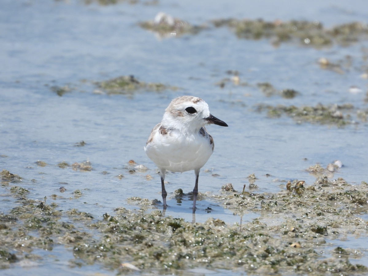 Snowy Plover - ML638908771