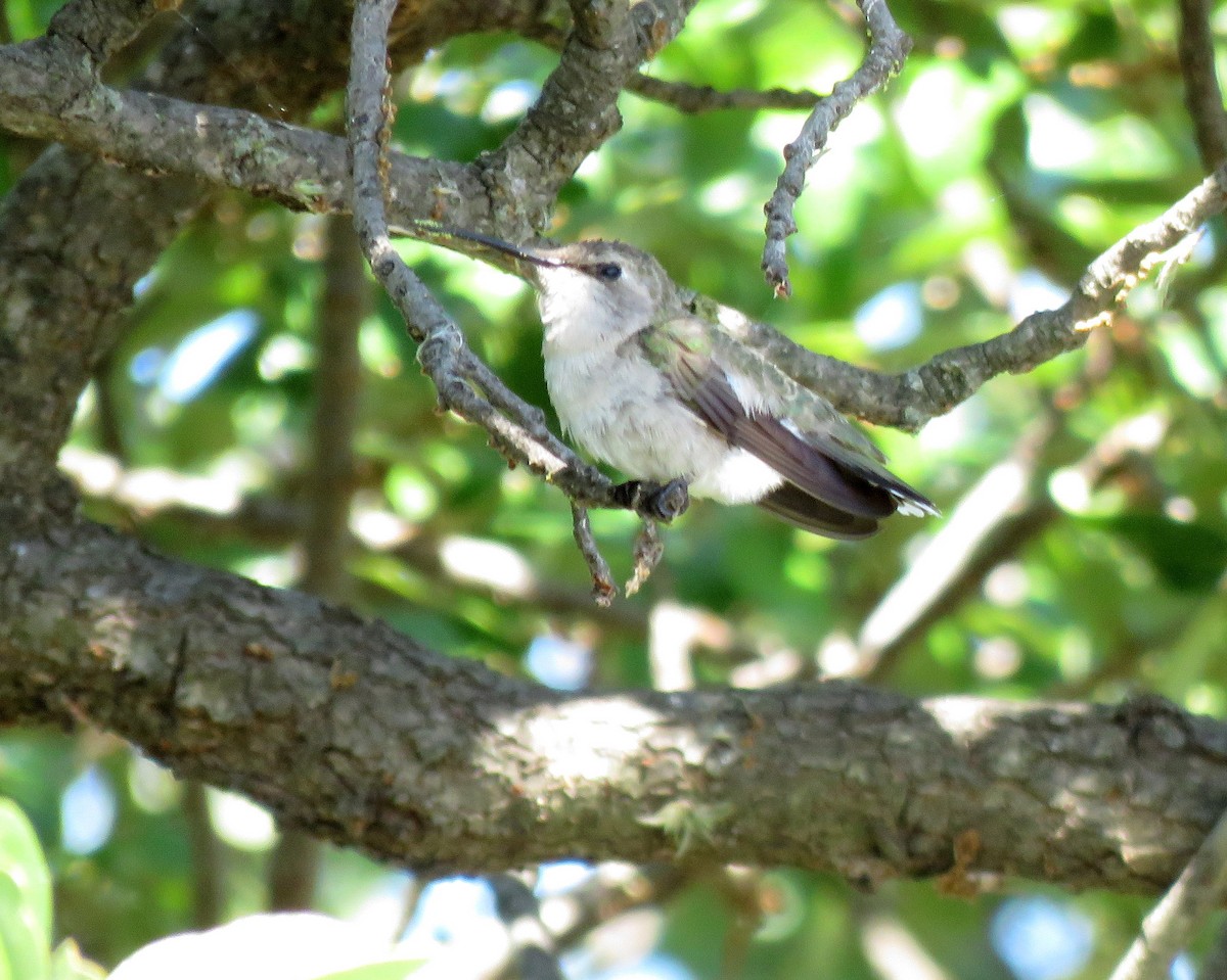 Black-chinned Hummingbird - ML638908778