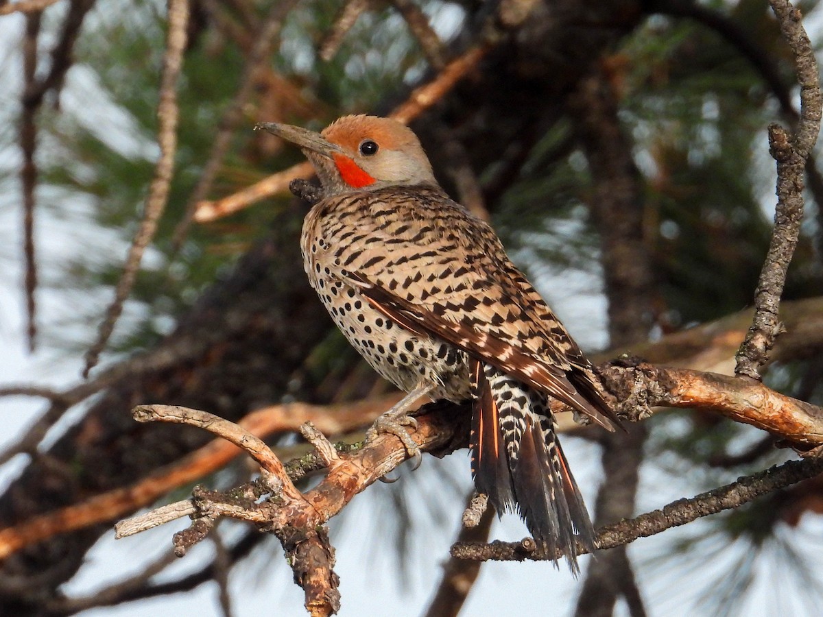 Northern Flicker - ML638908780