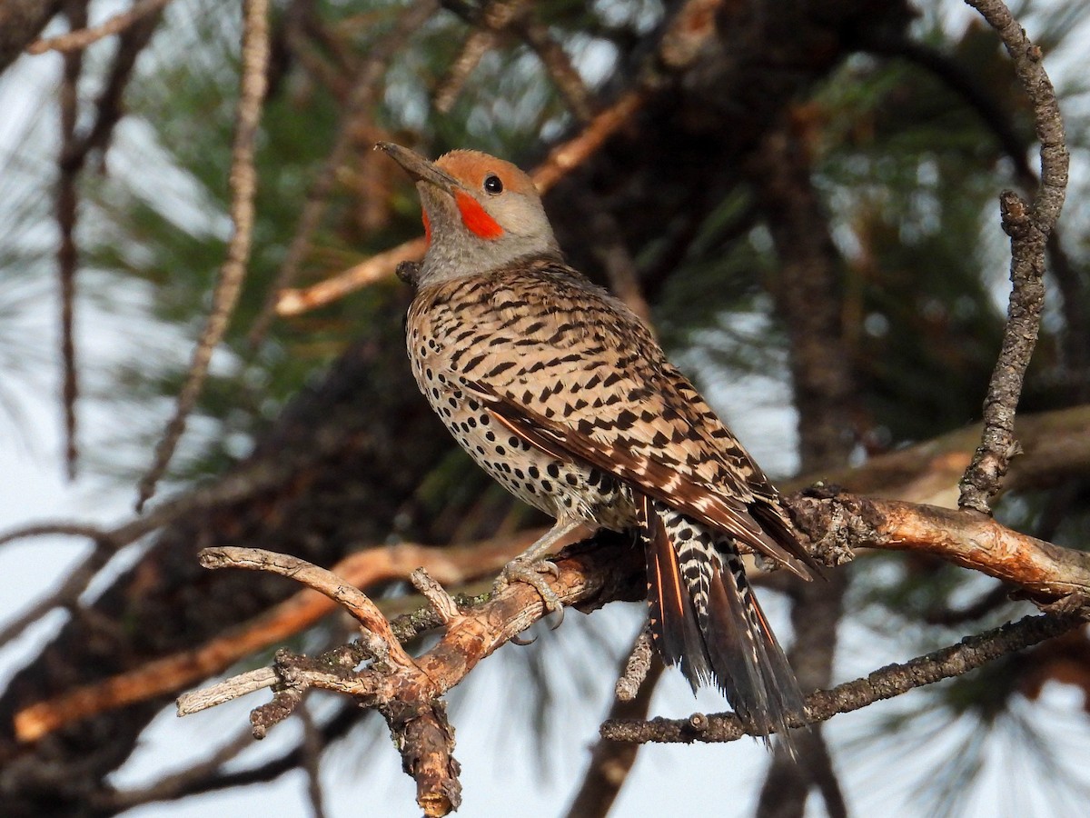 Northern Flicker - ML638908782
