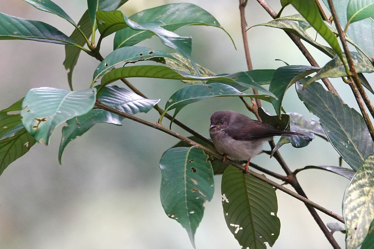 Pygmy Tit - ML638908805