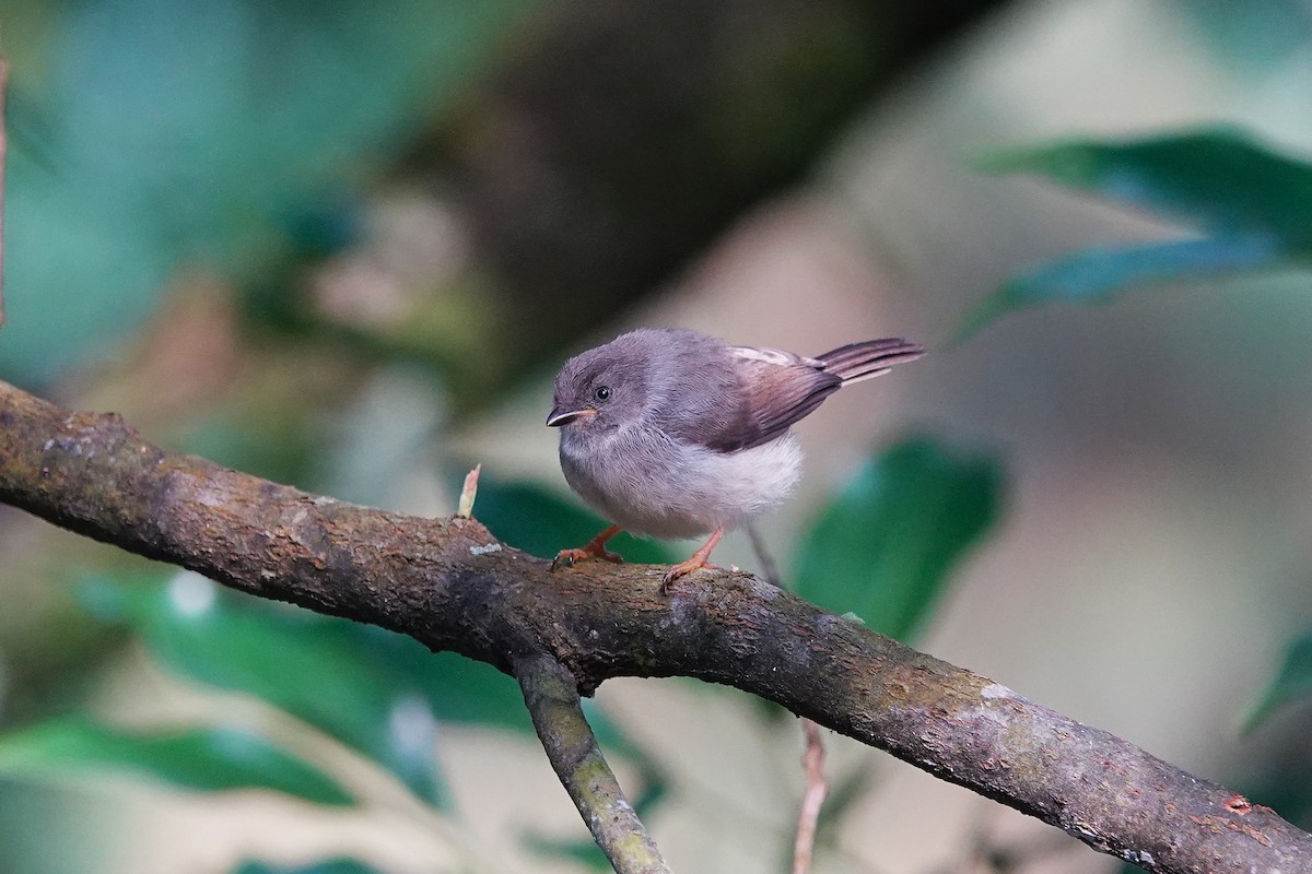 Pygmy Tit - ML638908806