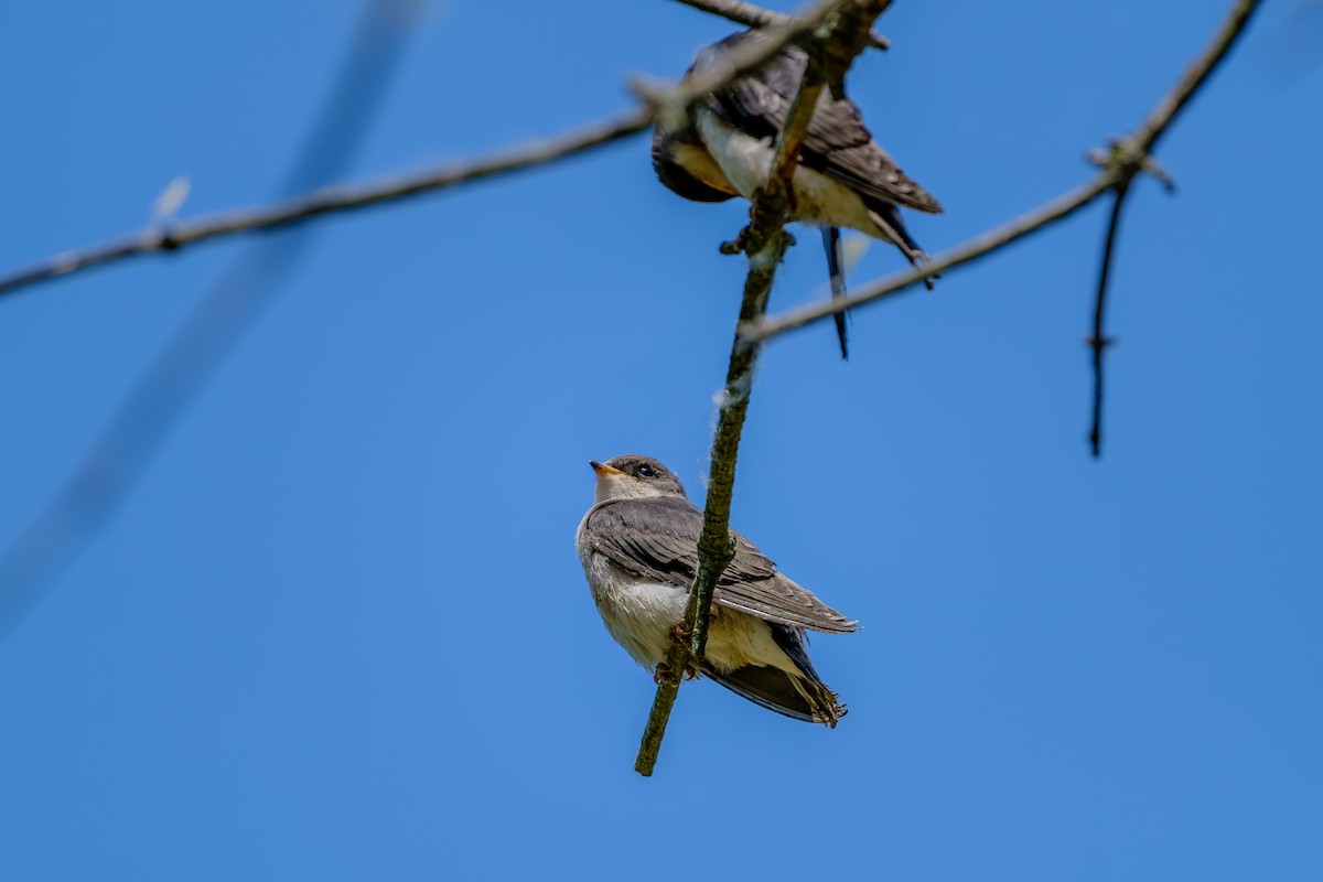 Tree Swallow - ML638908813