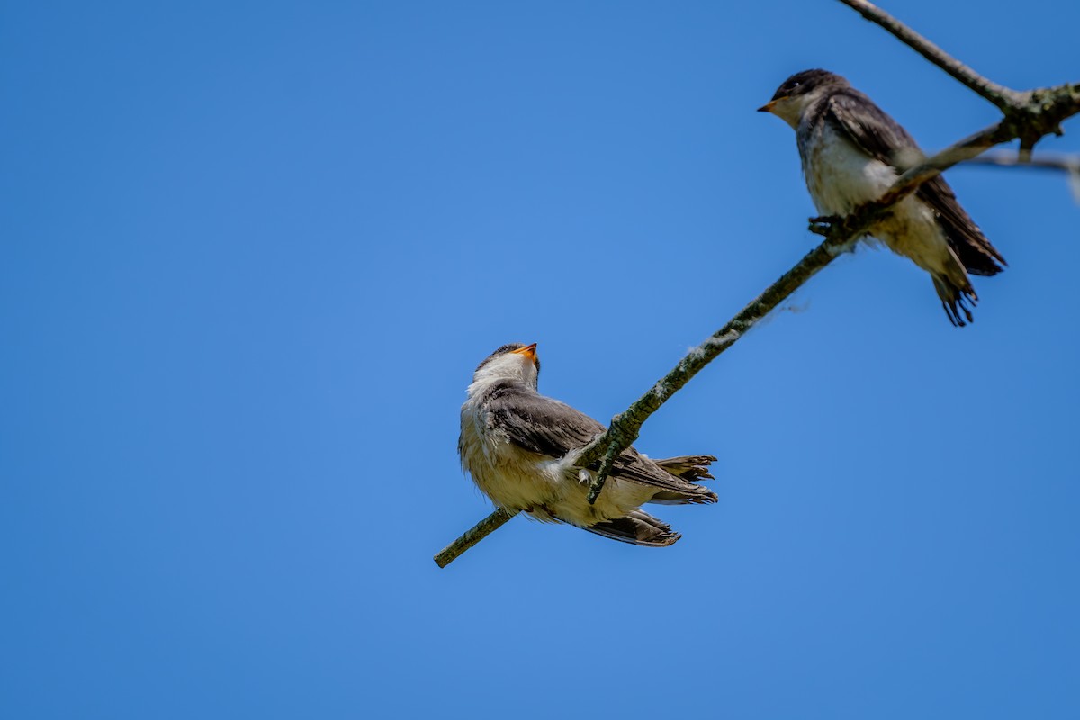 Tree Swallow - ML638908817