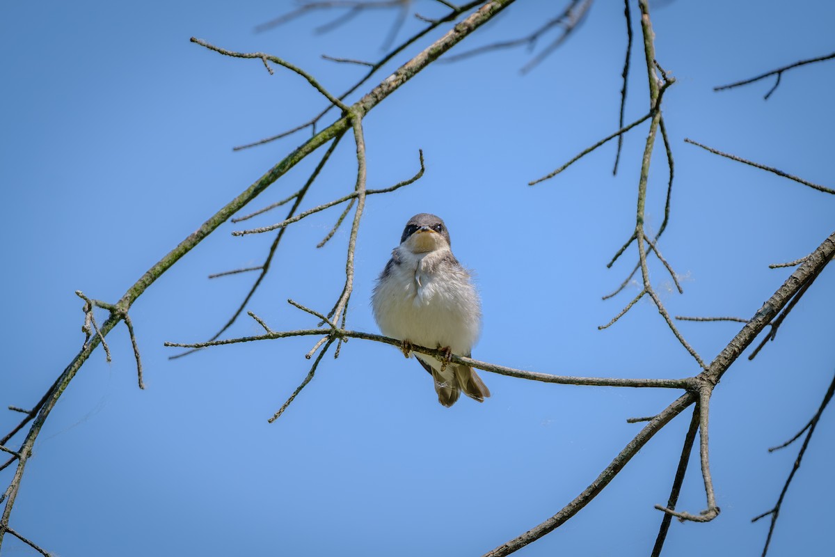 Tree Swallow - ML638908832