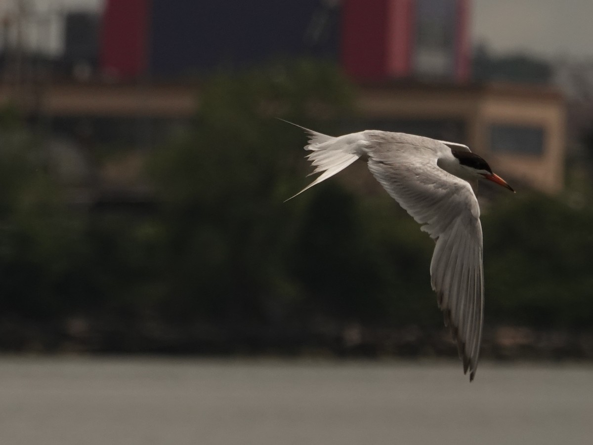 Forster's Tern - ML638908843