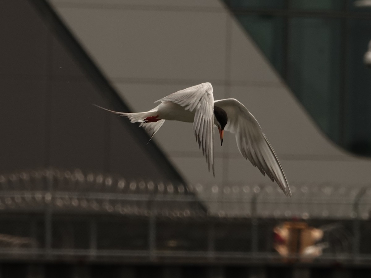 Forster's Tern - ML638908844