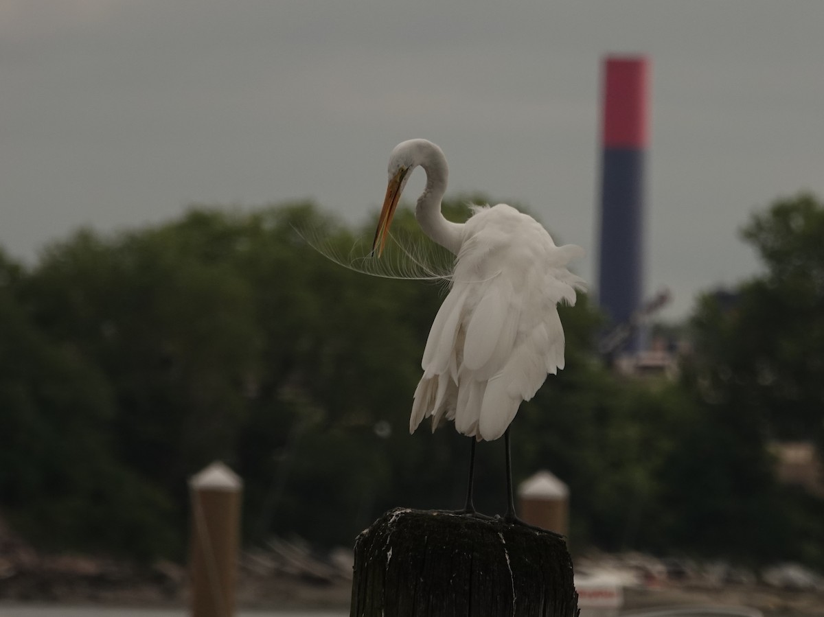 Great Egret - ML638908848