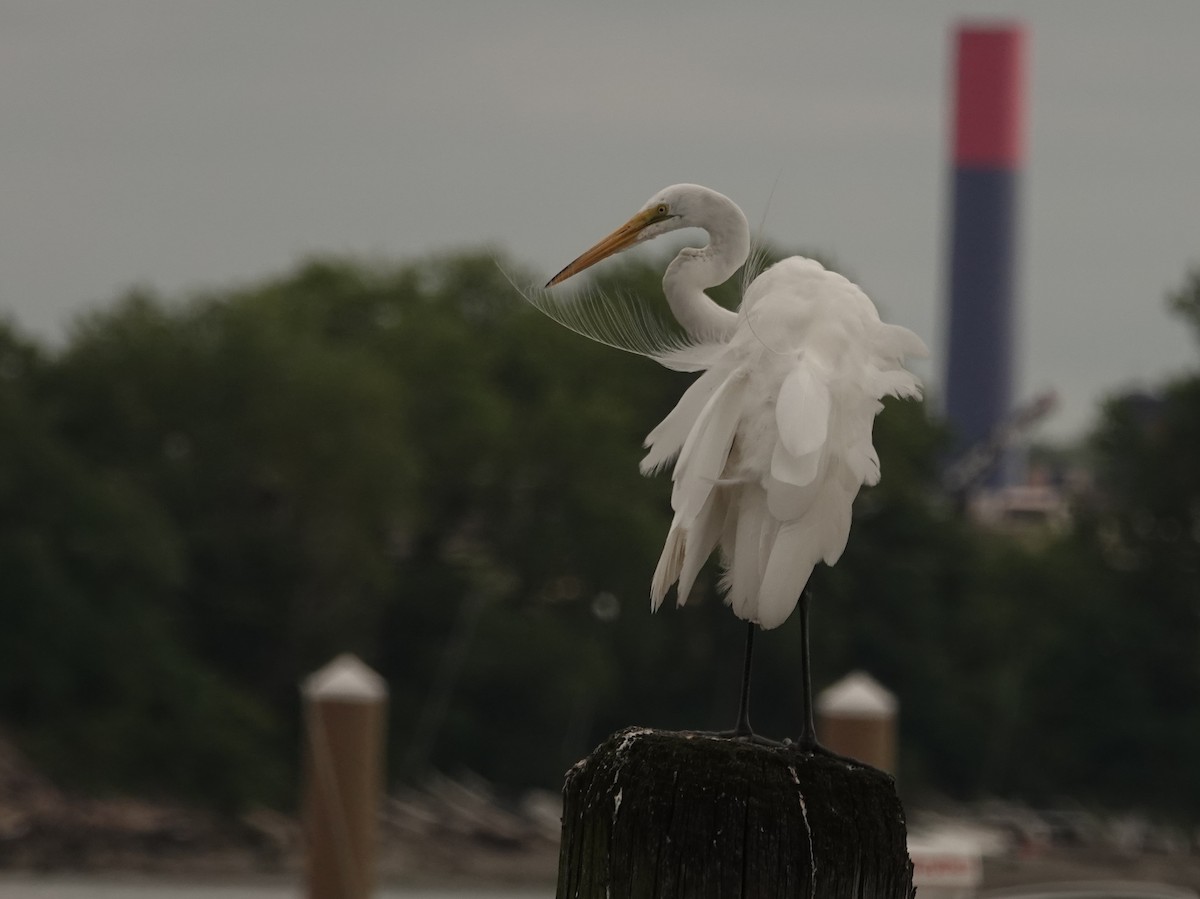 Great Egret - ML638908850