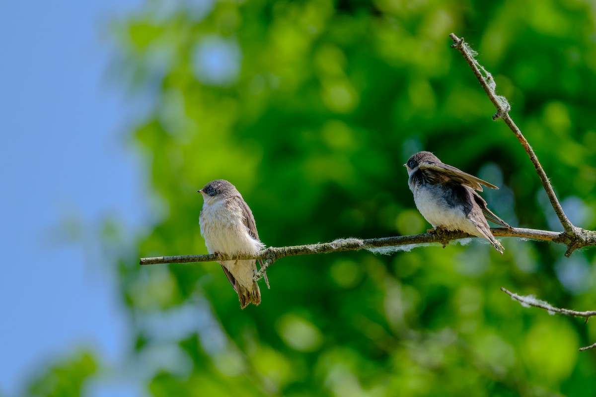 Tree Swallow - ML638908857