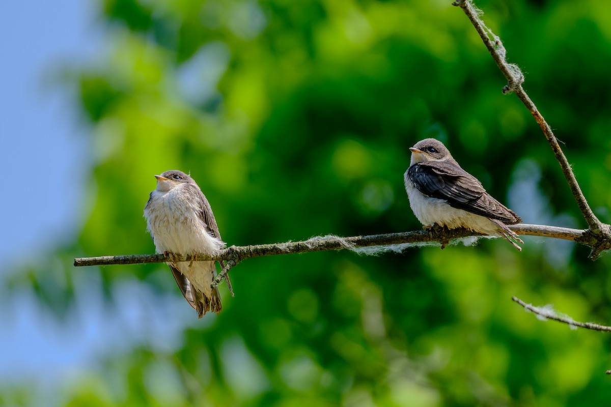 Tree Swallow - ML638908858