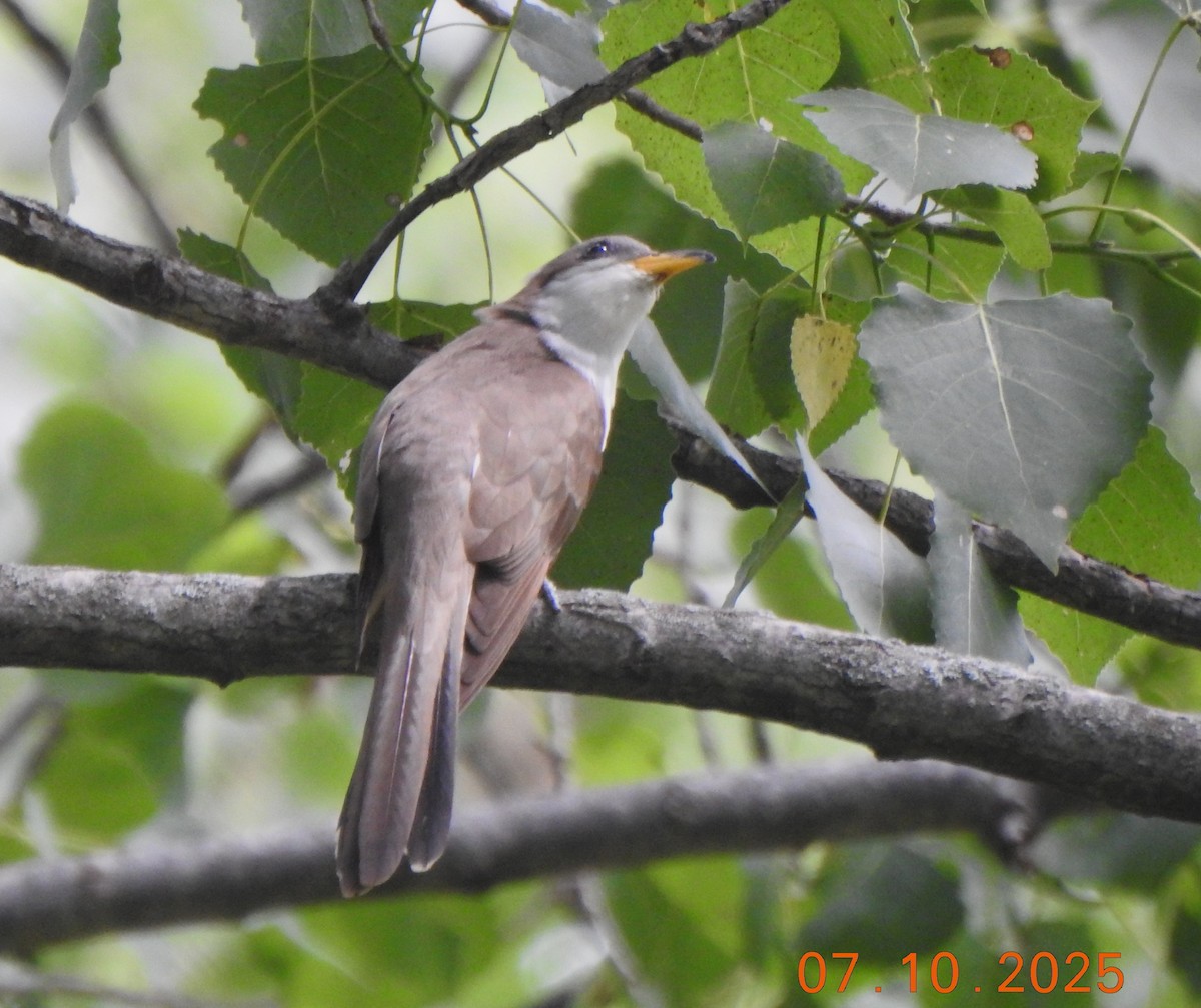 Yellow-billed Cuckoo - ML638908862
