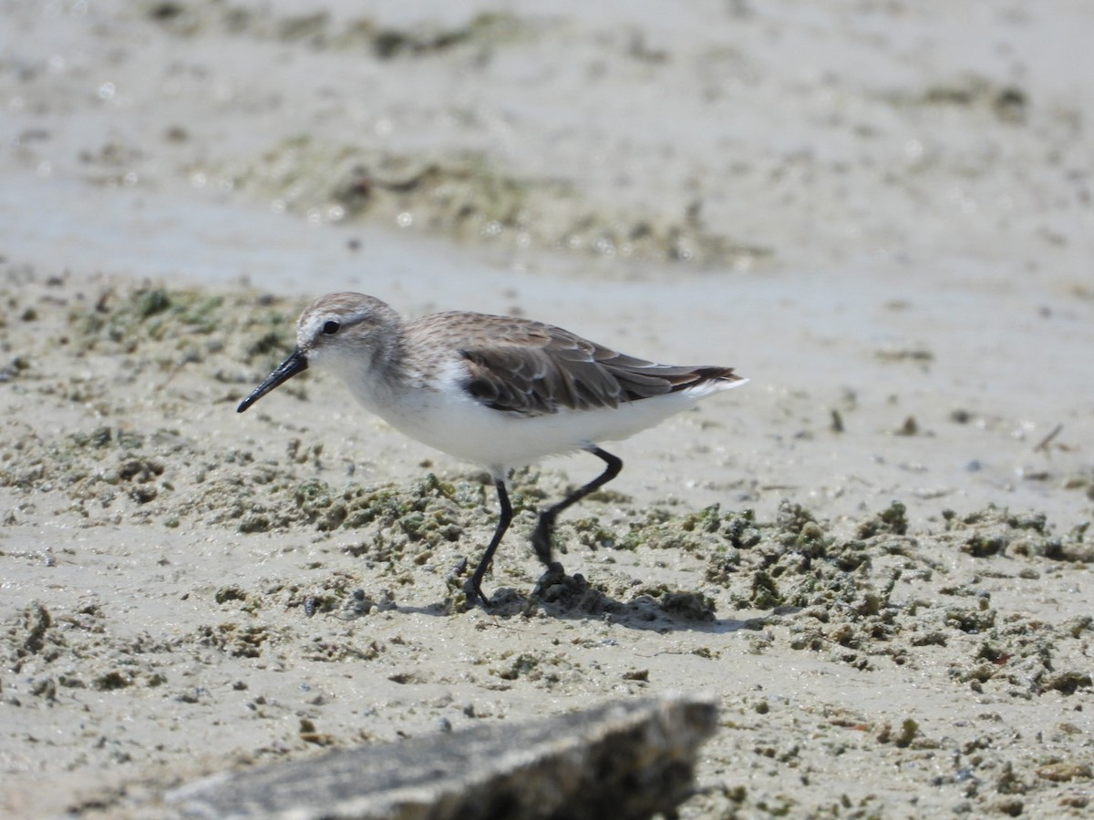 Semipalmated Sandpiper - ML638908890