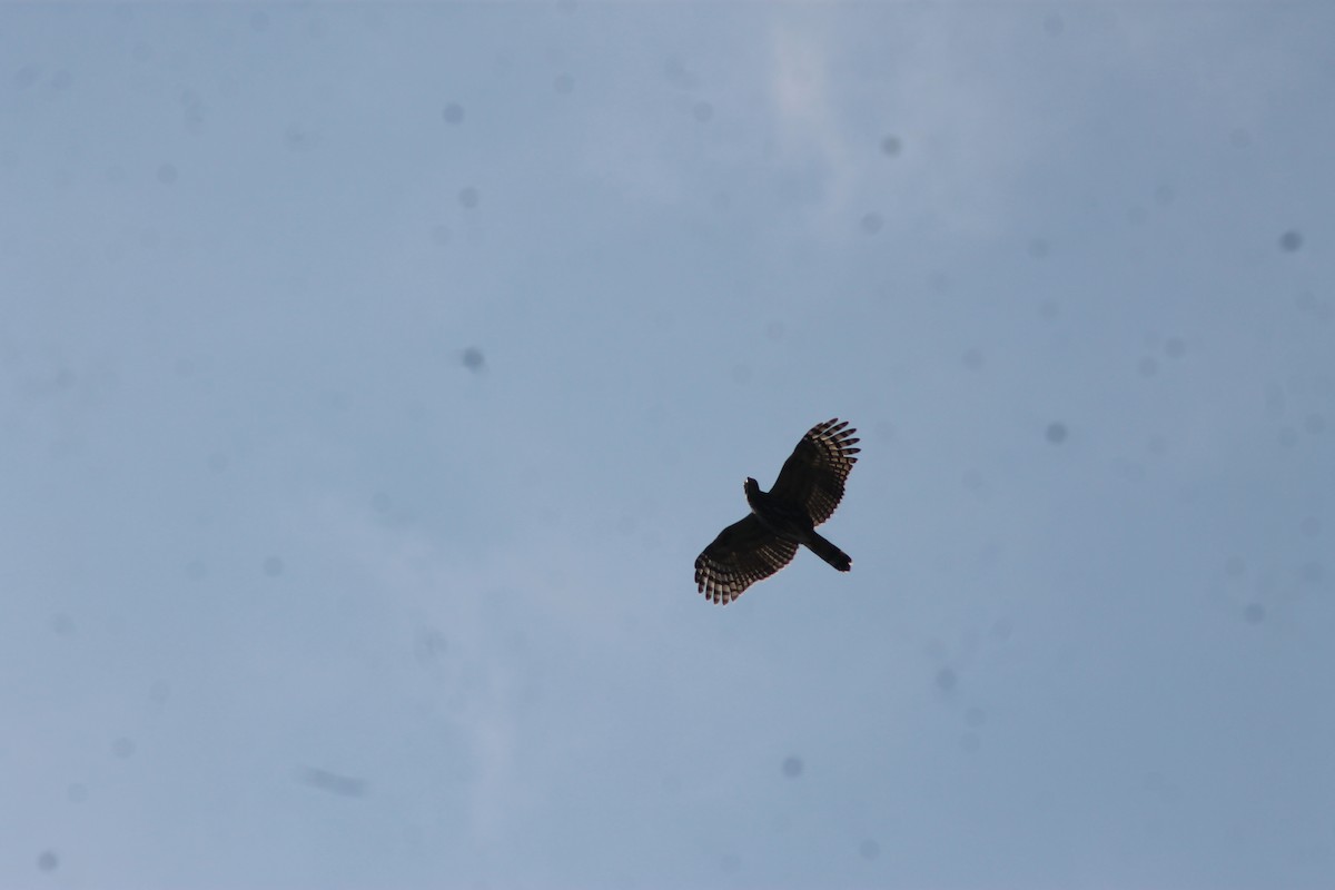 Hook-billed Kite - ML638908892