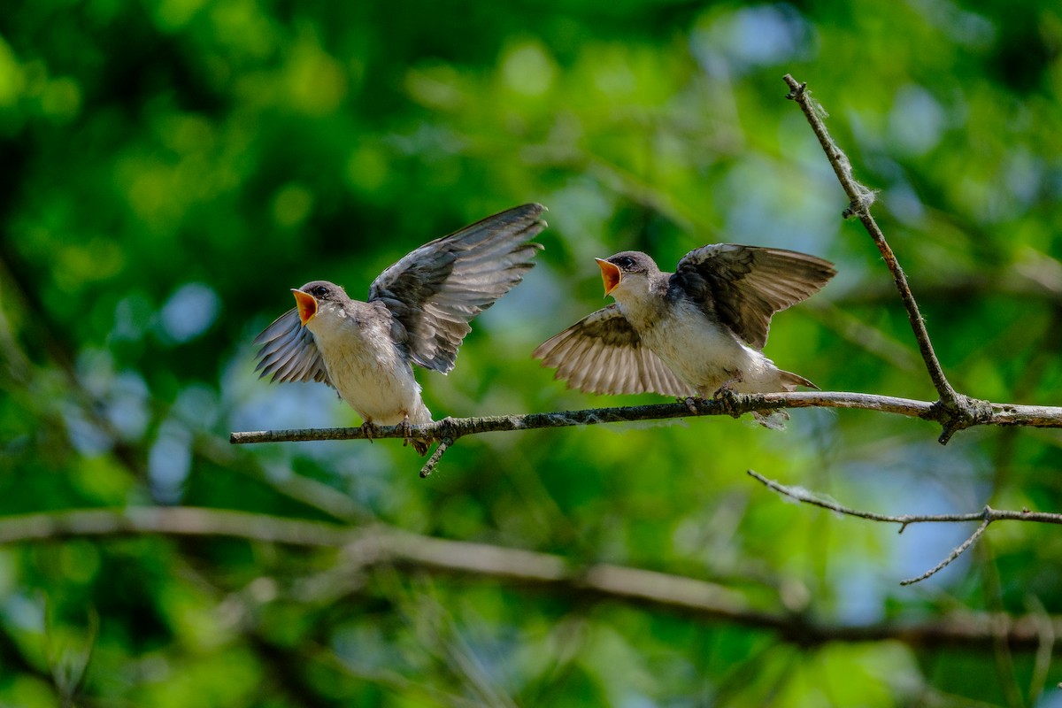 Tree Swallow - ML638908936