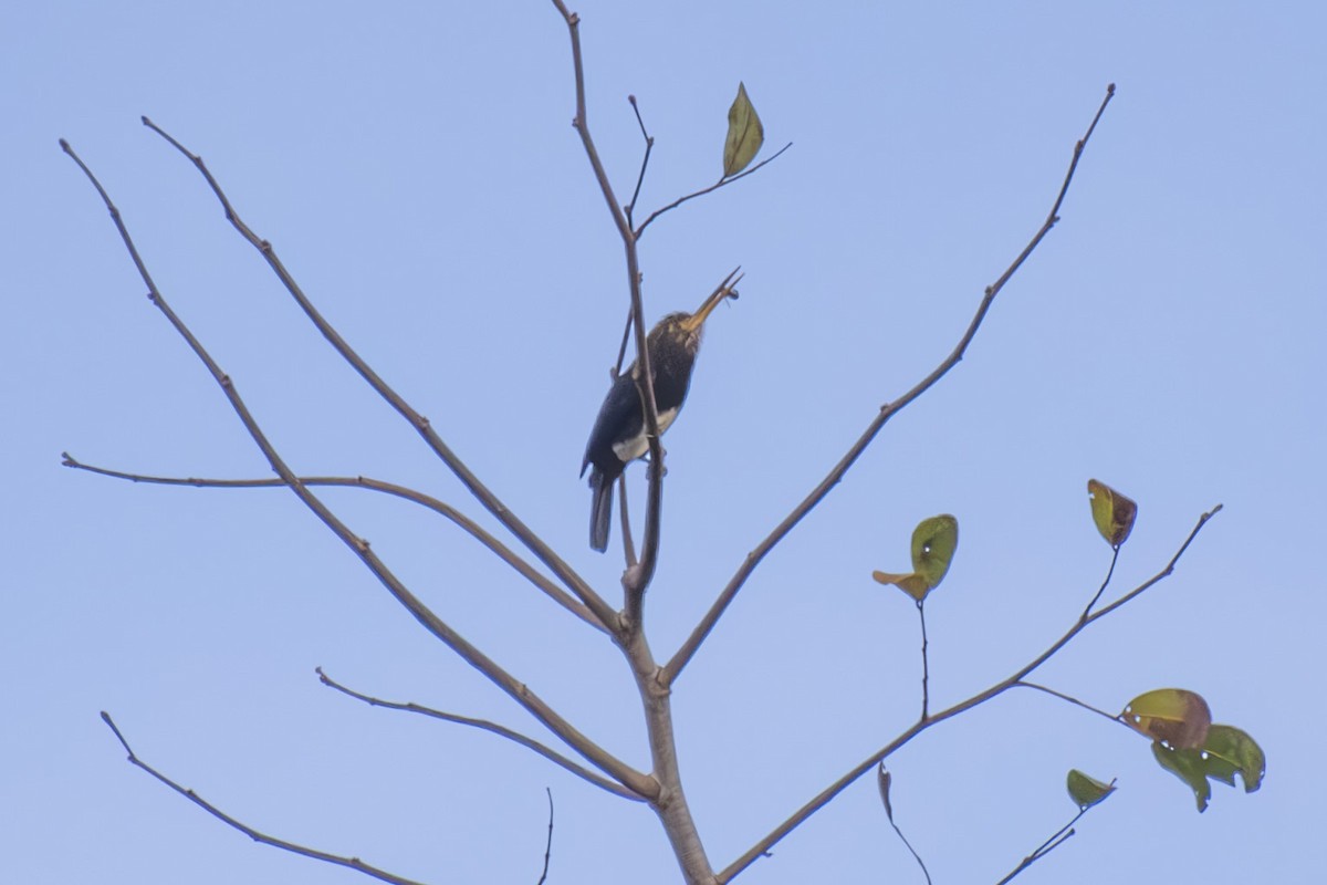 Brown Jacamar - ML638908954