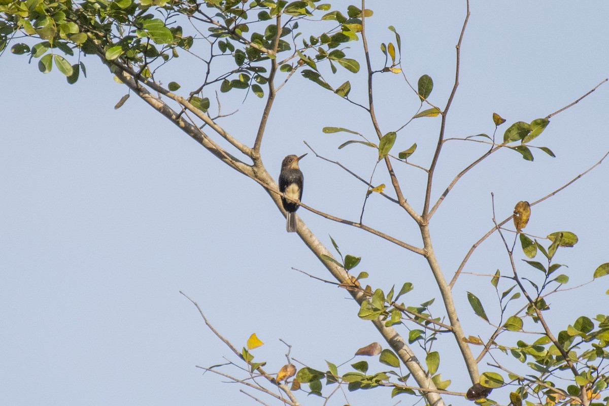 Brown Jacamar - ML638908955