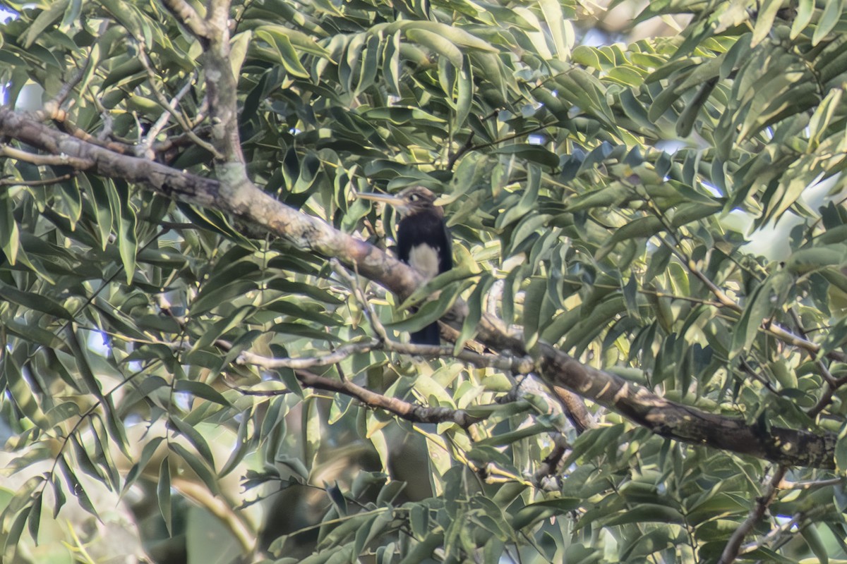 Brown Jacamar - ML638908956