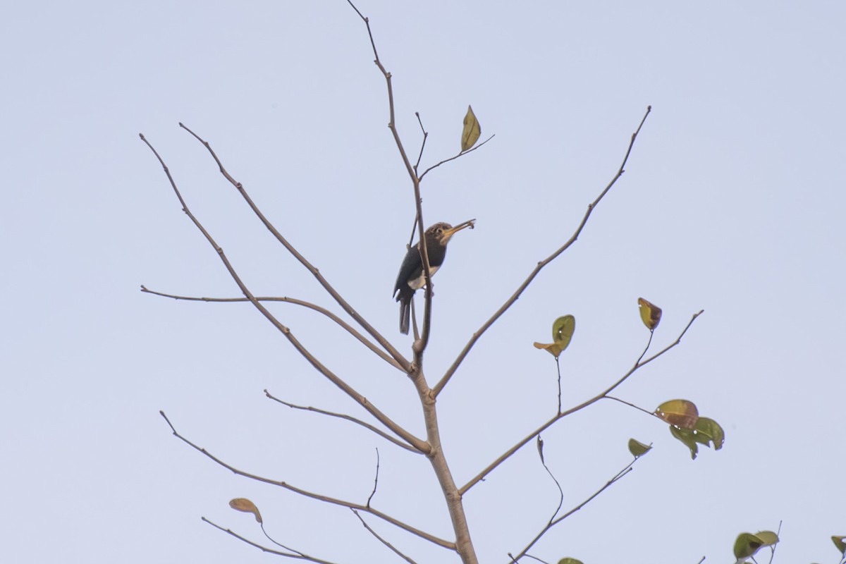 Brown Jacamar - ML638908957