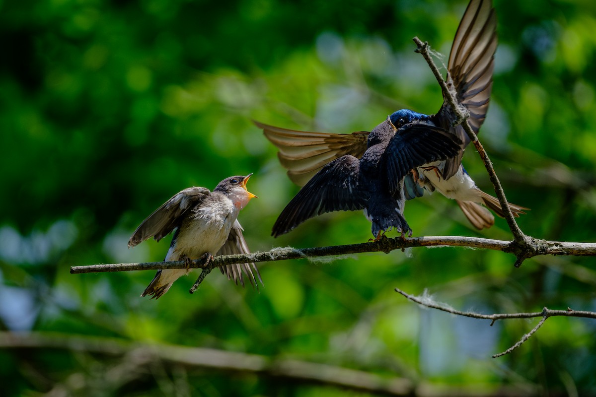 Tree Swallow - ML638908978