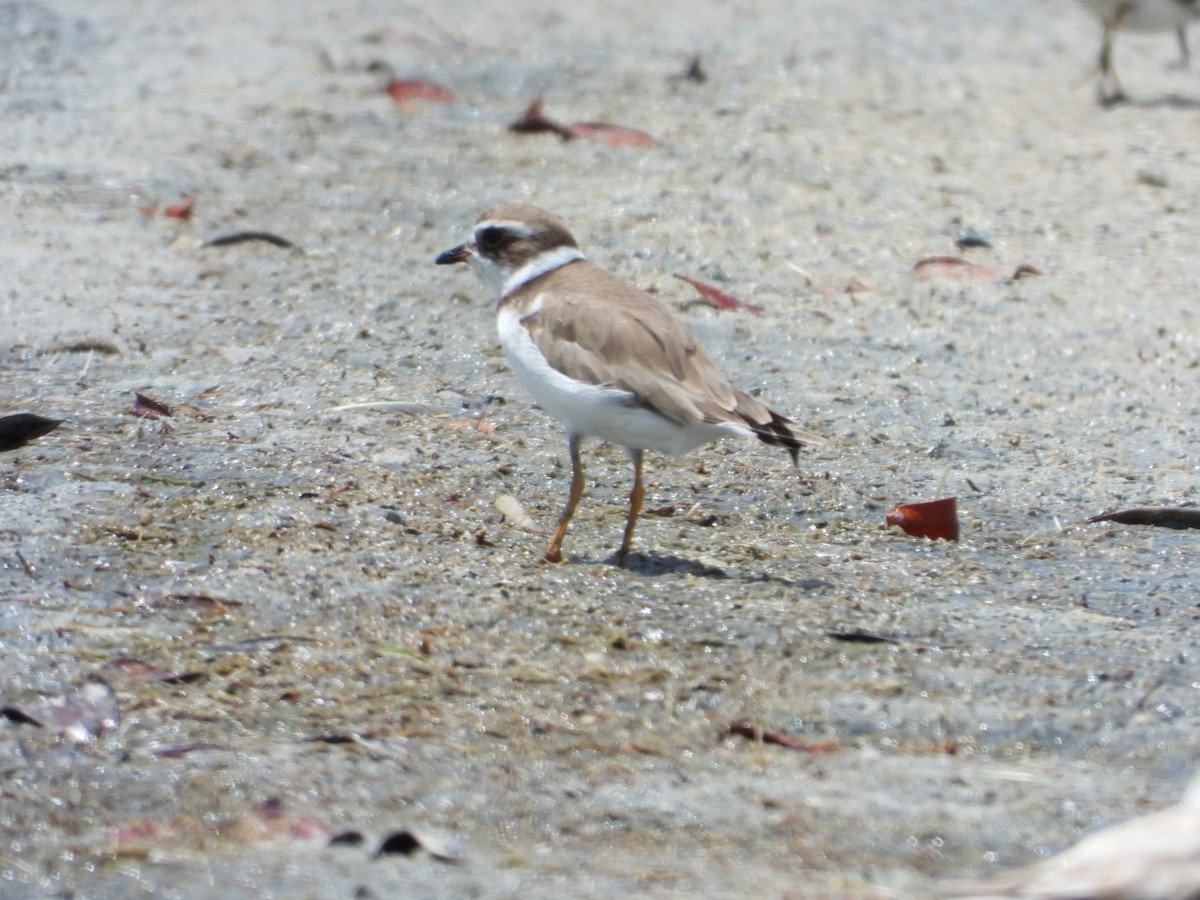 Semipalmated Plover - ML638909034