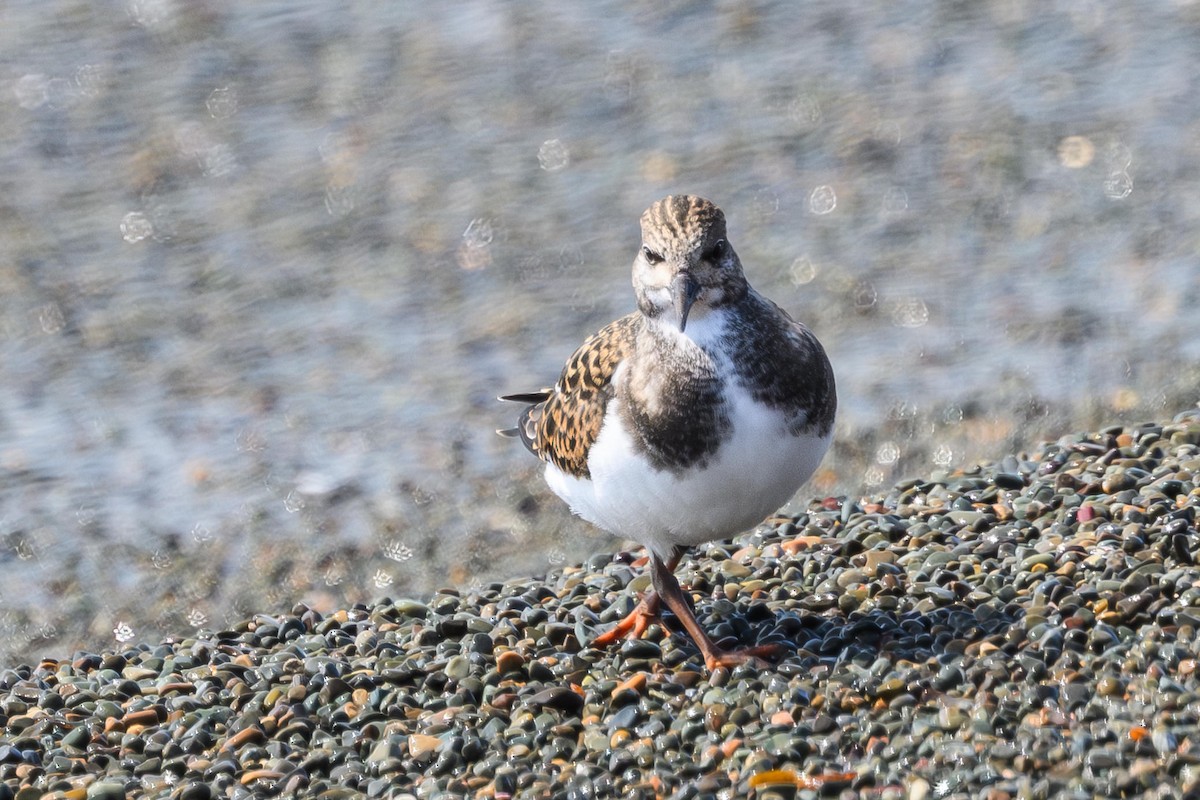 Ruddy Turnstone - ML638909038