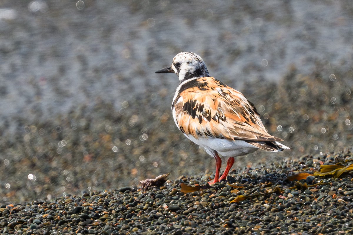 Ruddy Turnstone - ML638909039
