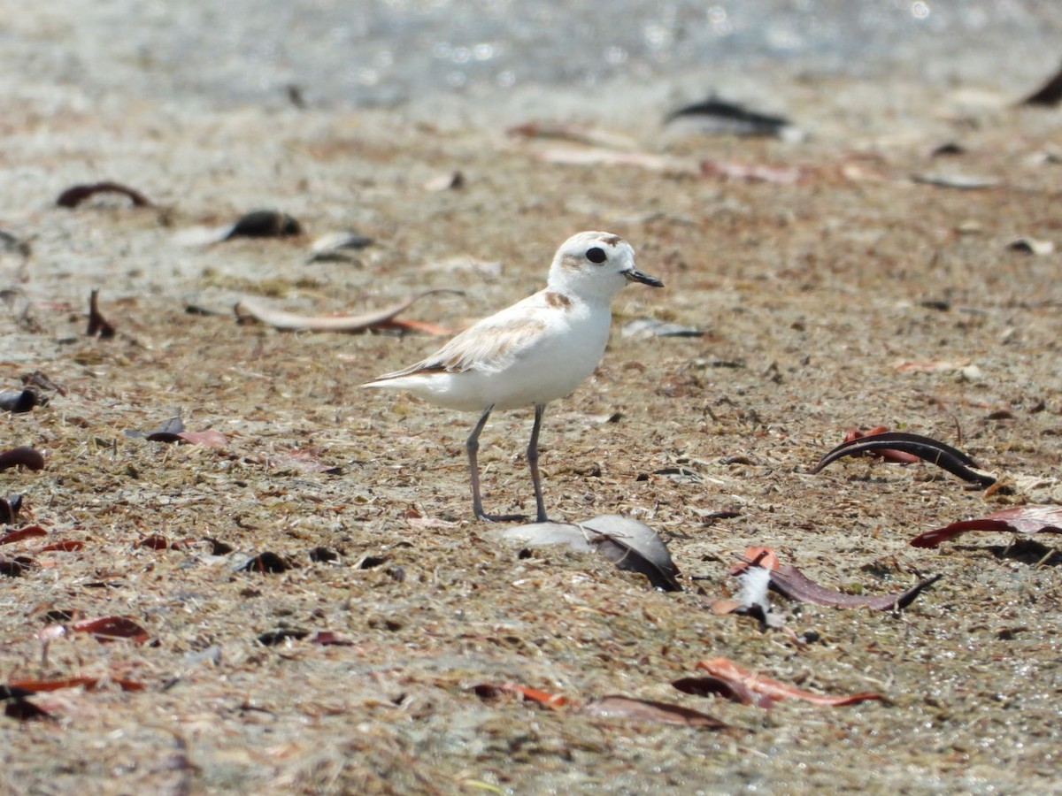 Snowy Plover - ML638909063
