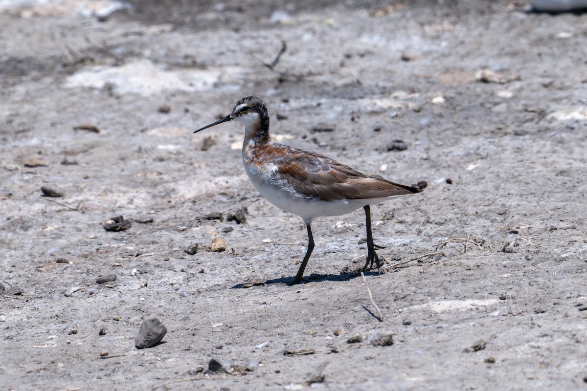 Wilson's Phalarope - ML638909067