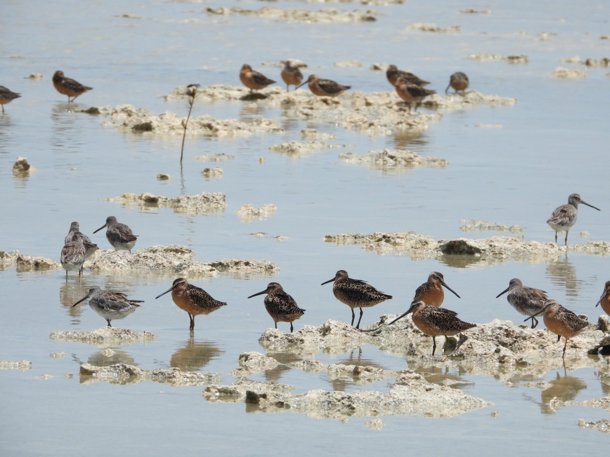 Short-billed Dowitcher - ML638909074