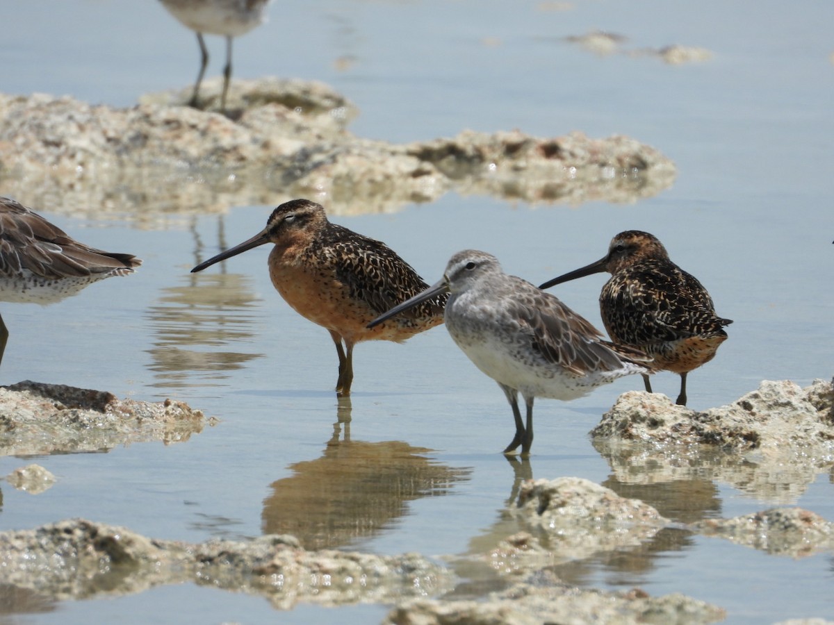 Short-billed Dowitcher - ML638909075