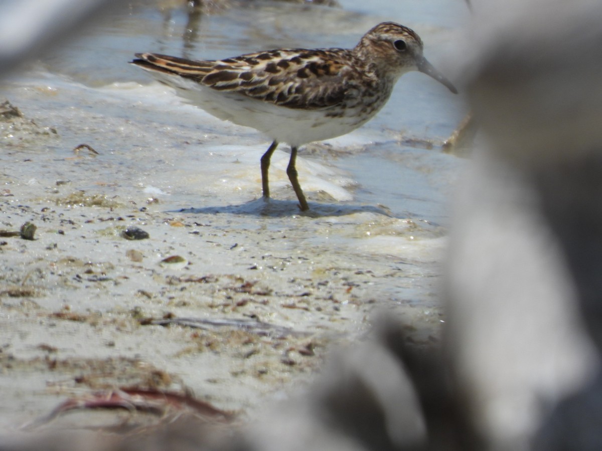 Least Sandpiper - ML638909100