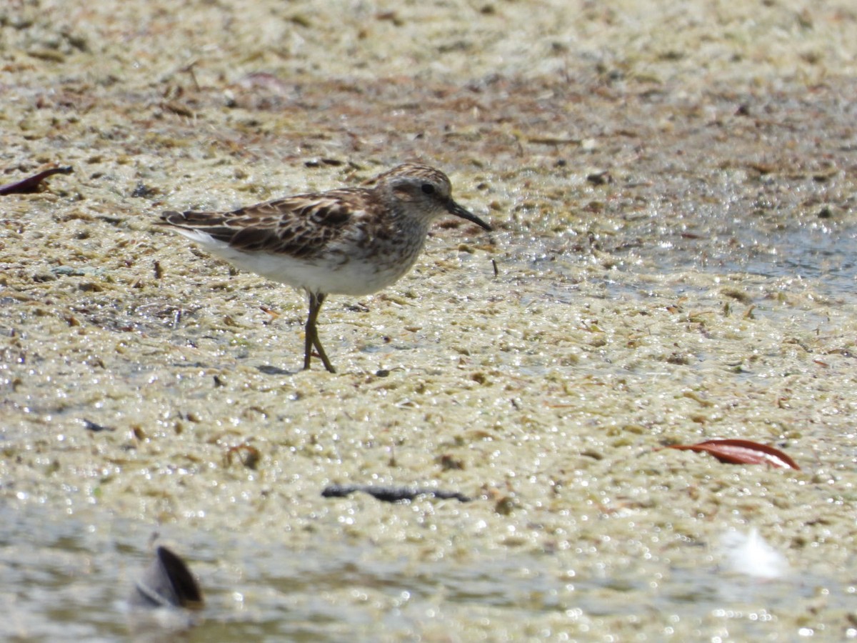 Least Sandpiper - ML638909101