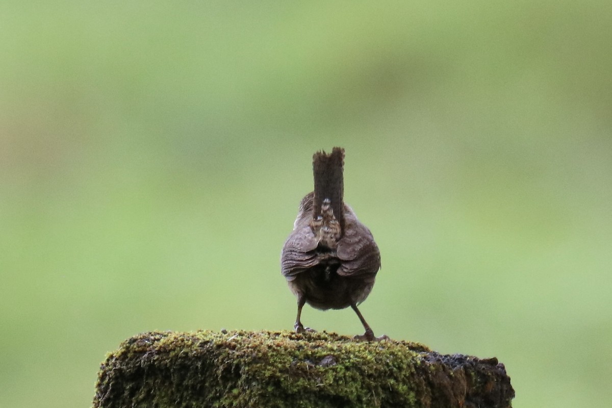 Southern House Wren - ML638909110