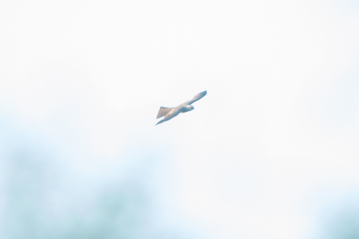 Mississippi Kite - ML638909115